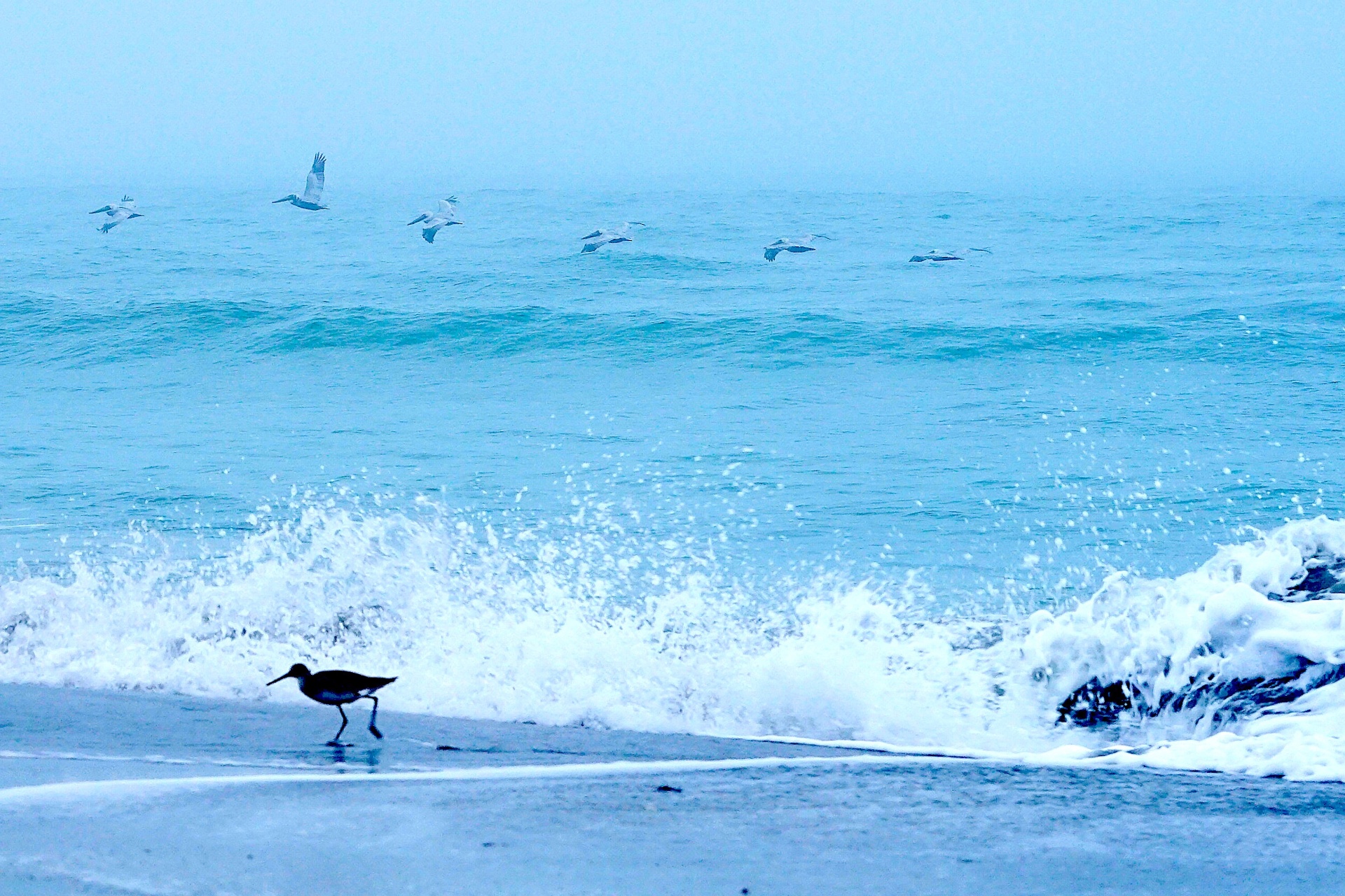 Willet on misty beach with brown pelicans flying over waves