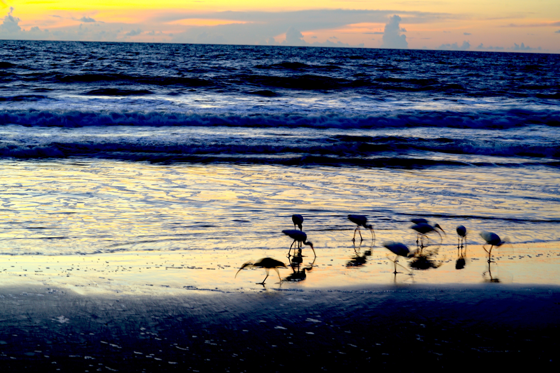 White ibises foraging at the shoreline during golden hour