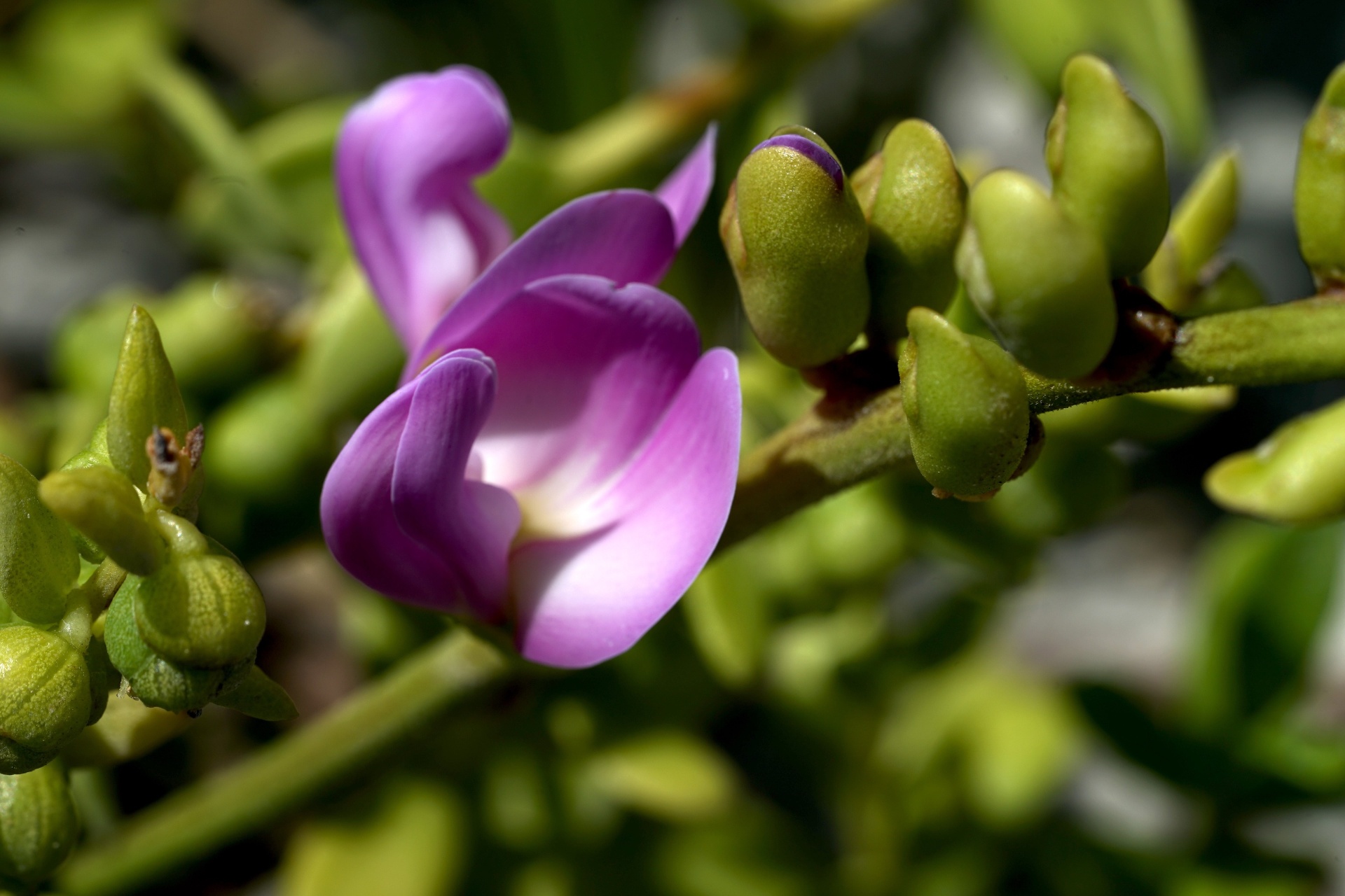 Railroad vine bud in purple macro closeup on the dunes