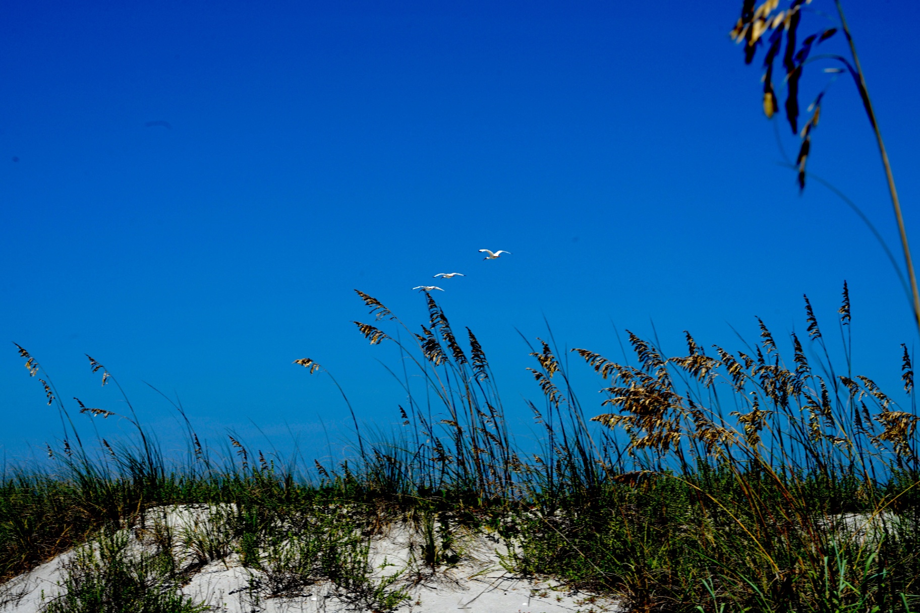 Sea oats and dunes with birds flying against blue sky