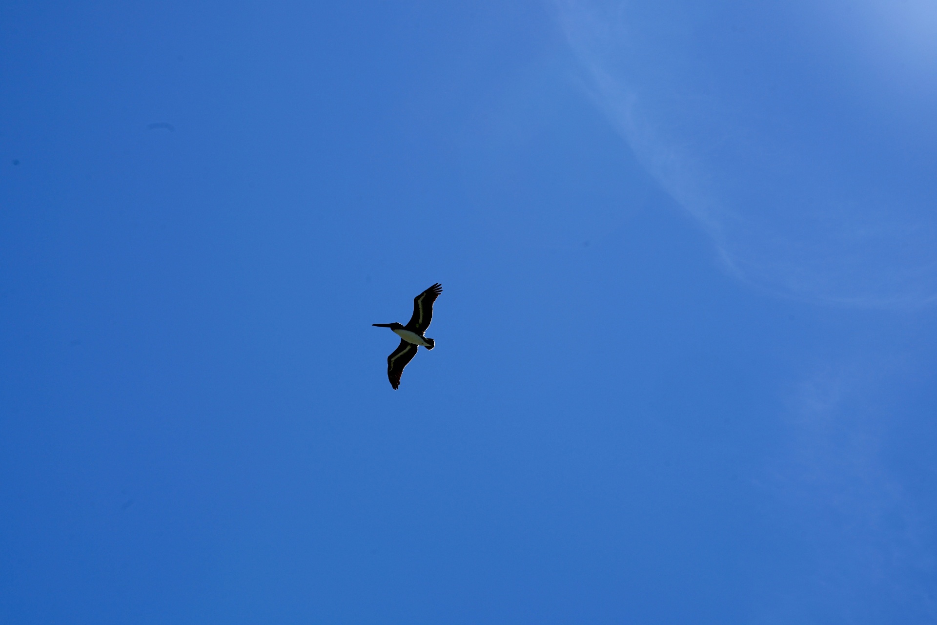 Brown pelican soaring alone against clear blue sky