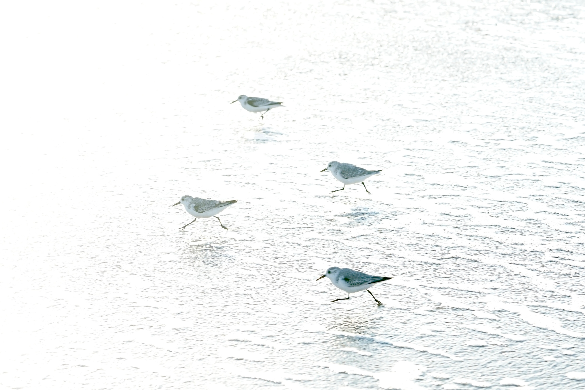 Sanderlings running along the surf line in high-key light