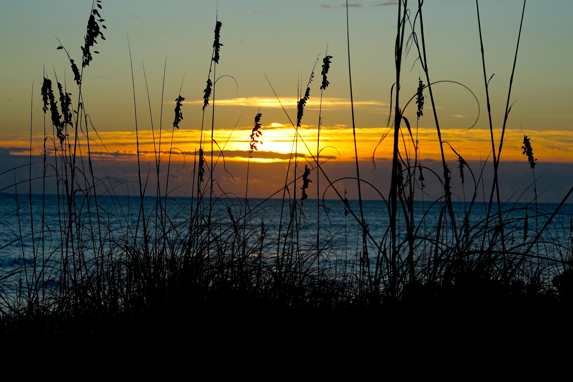 Sunset through sea oats silhouette over the Atlantic Ocean