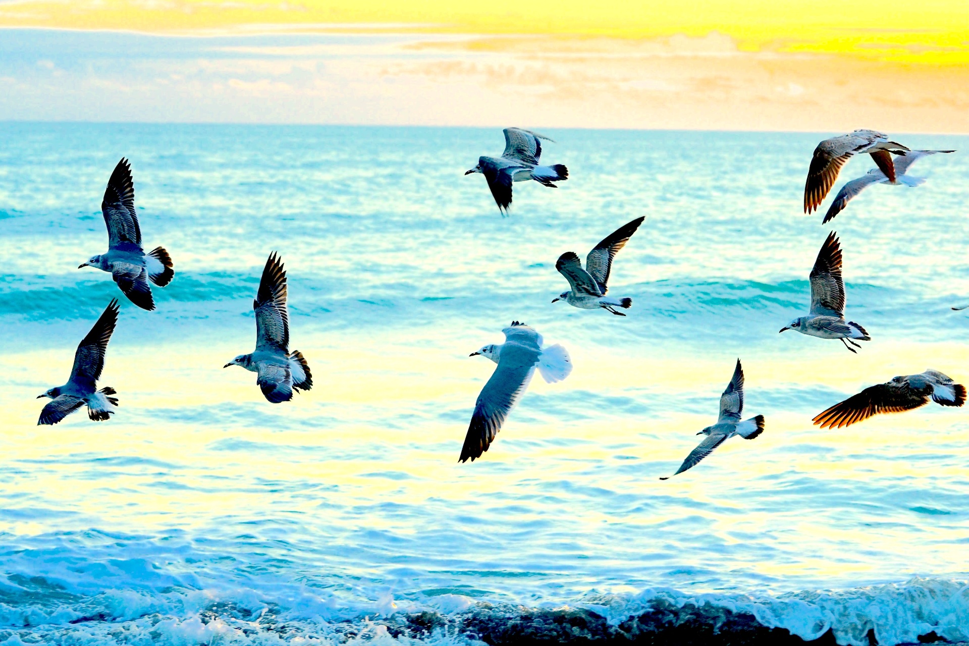 Laughing gulls flying over turquoise surf at sunset