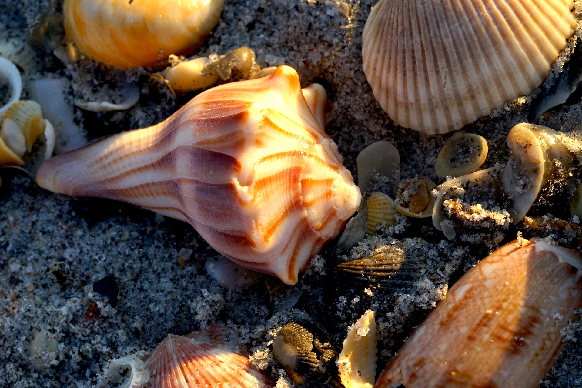 Florida fighting conch shell among seashells on the beach