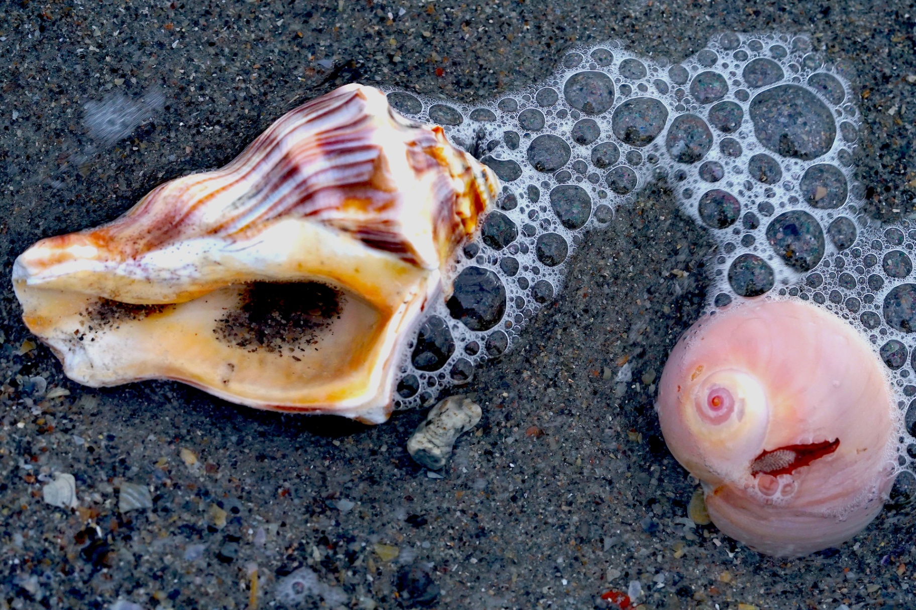 Fighting conch and shark eye moon snail in sea foam on wet sand