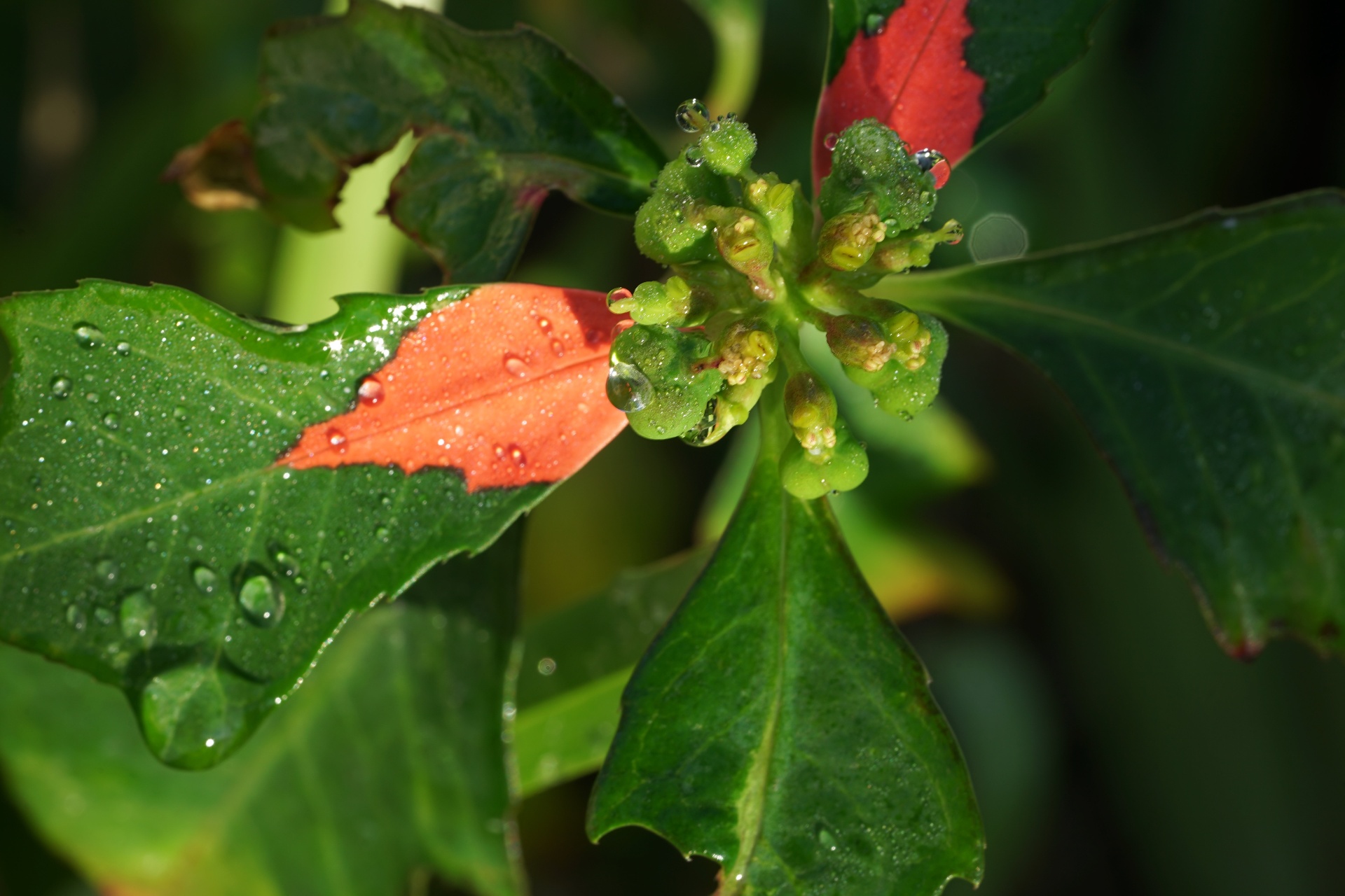 Sea grape flower buds with raindrops in morning light