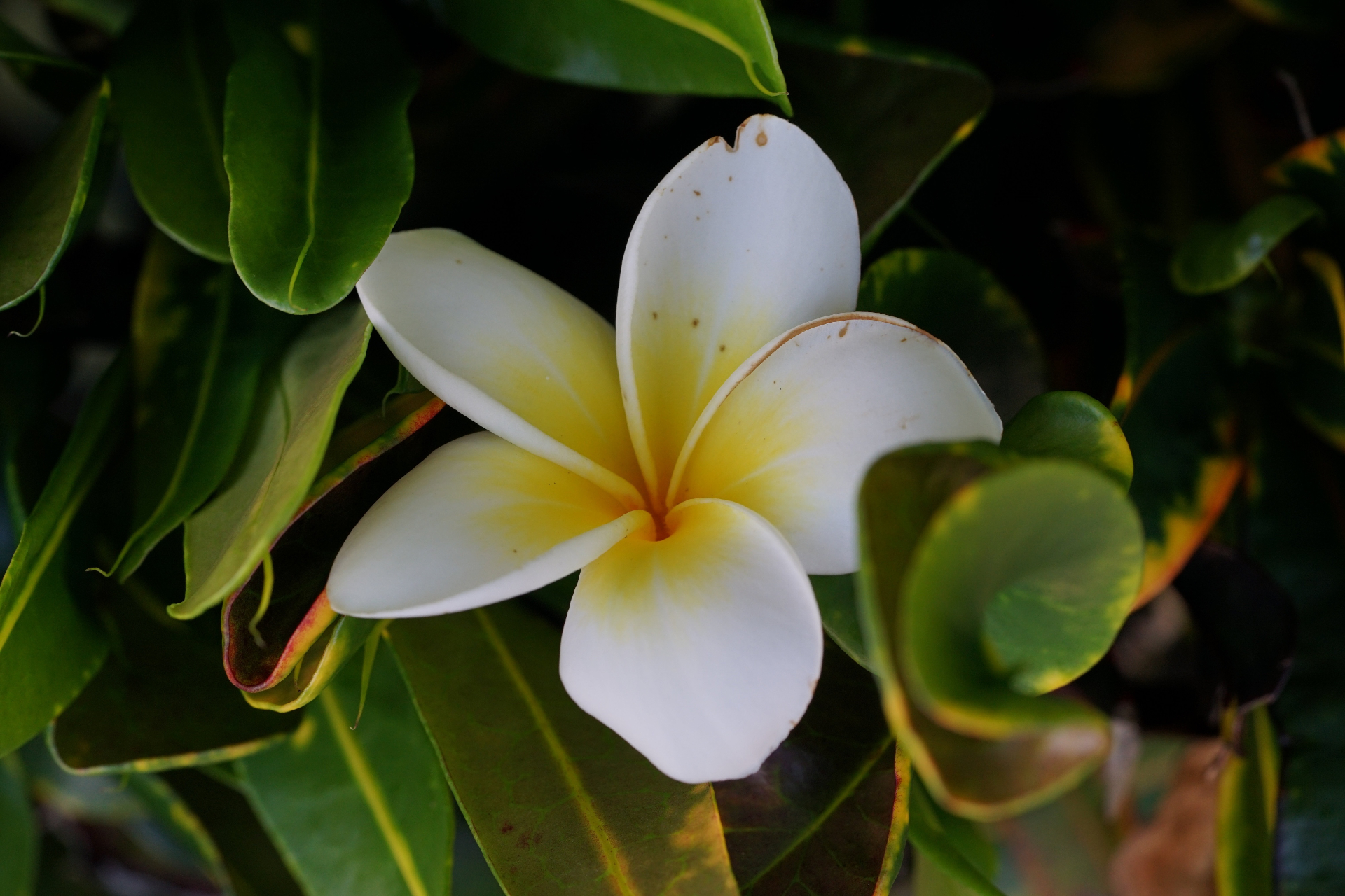 White and yellow plumeria bloom among green leaves